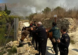 Policías locales y guardias civiles ponen a salvo un equino.