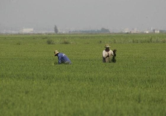 Campos de arroz en Sueca.