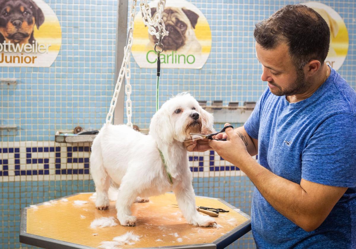 Un veterinario corta el pelo a un perro en una imagen de archivo.