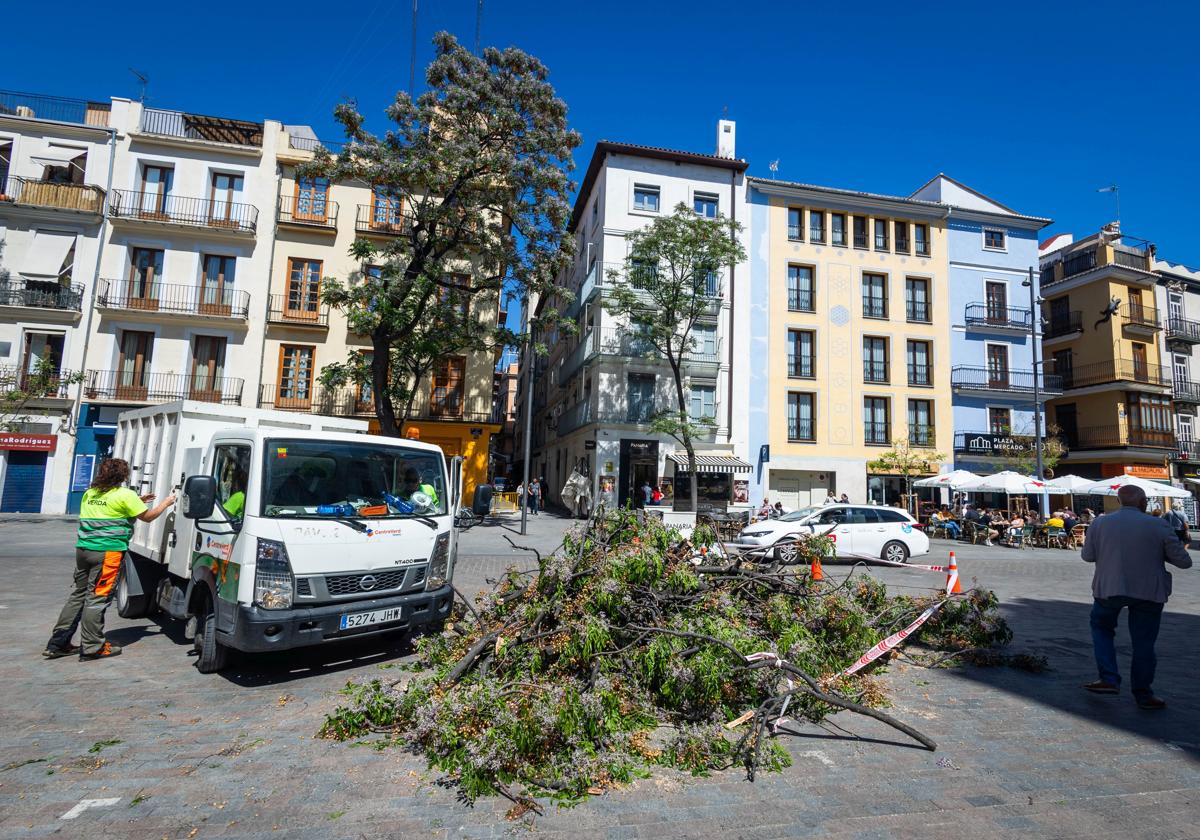 Tres mujeres heridas por la caída de un árbol en la plaza del Mercado de Valencia