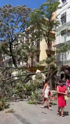 Herida una persona por la caída de un árbol en la plaza del Mercado de Valencia