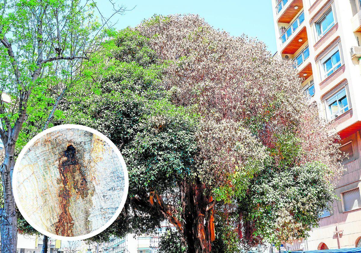 Agujero efectuado en la corteza de un ficus en plaza de España, este martes.