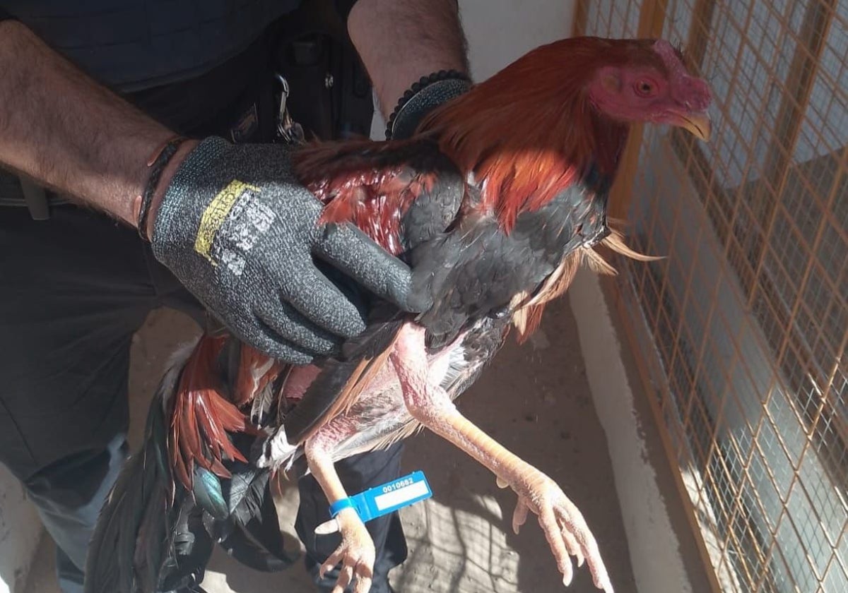 Gallos de pelea liberados en Valencia.