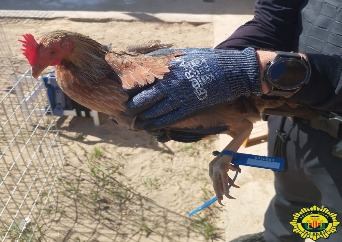 Imagen secundaria 1 - Animales rescatados y jaulas donde tenían a los gallos para peleas.