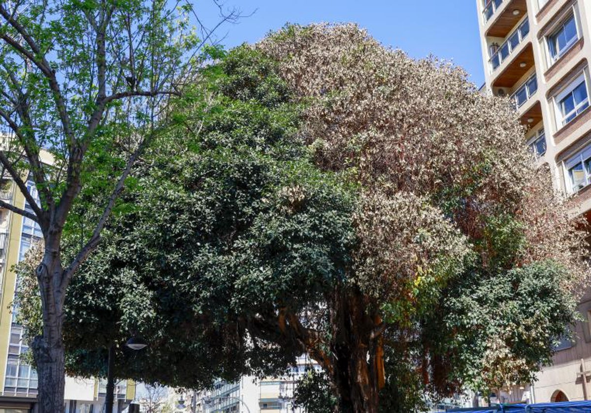 Copa del árbol, con parte de la misma, a la derecha, ya muerta, esta semana.