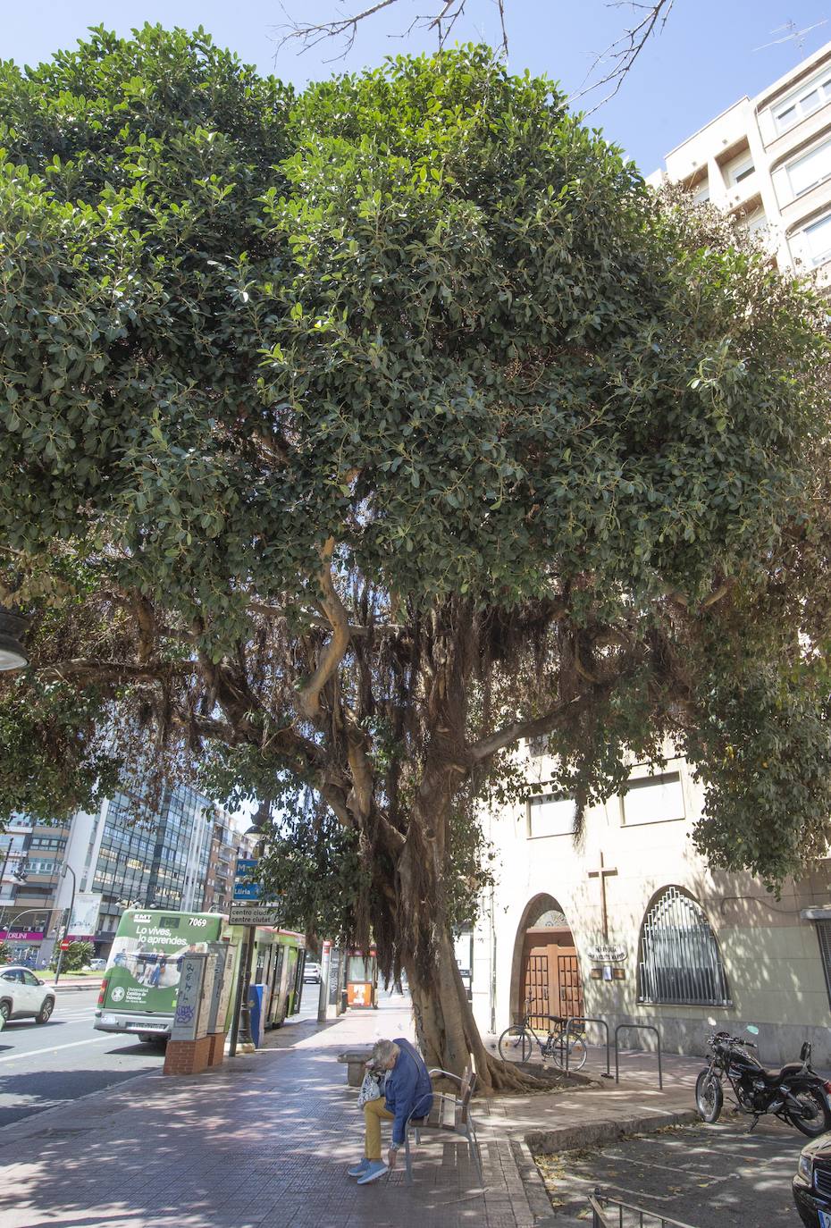 Fotos del envenenamiento del ficus de la plaza de España de Valencia