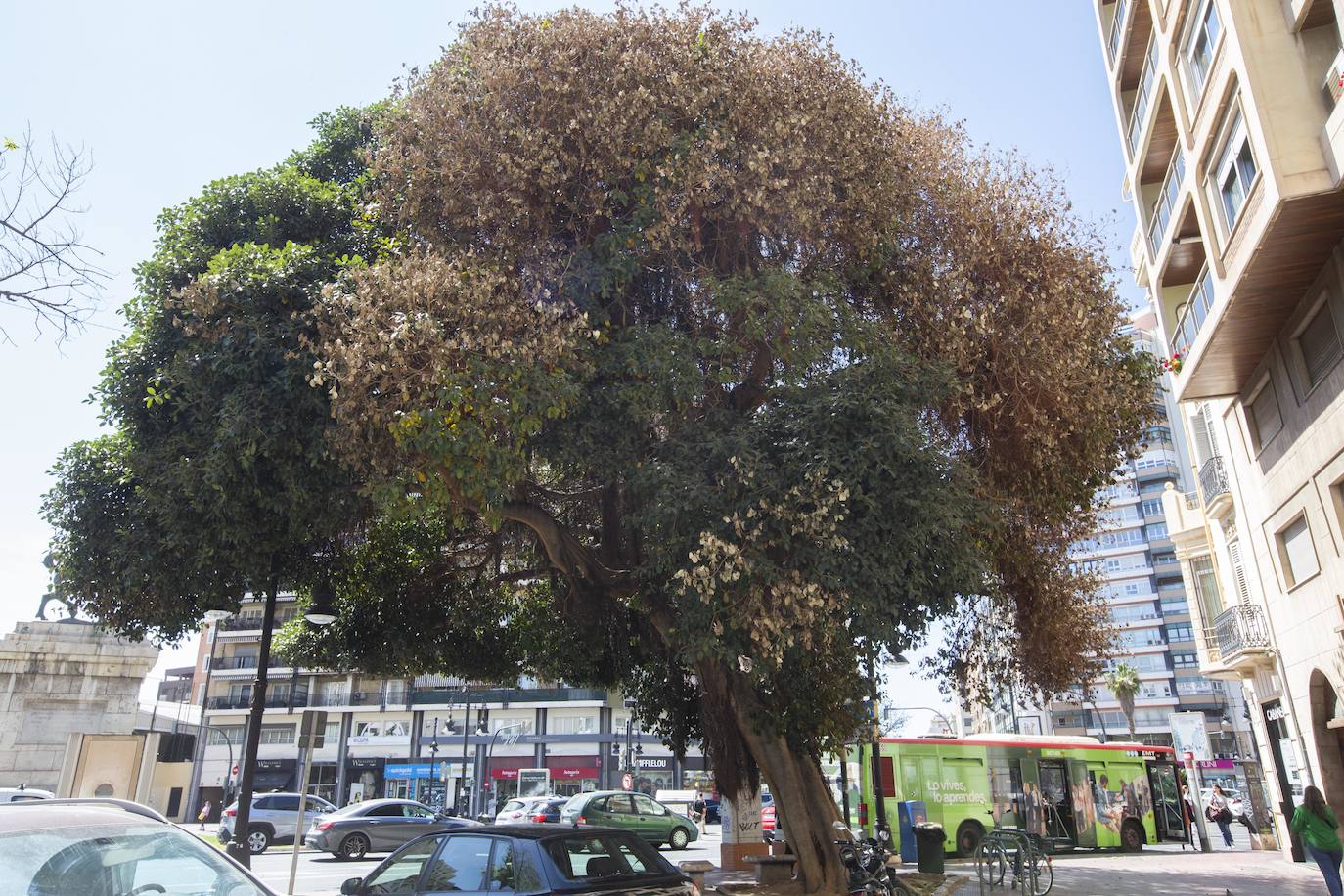 Fotos del envenenamiento del ficus de la plaza de España de Valencia