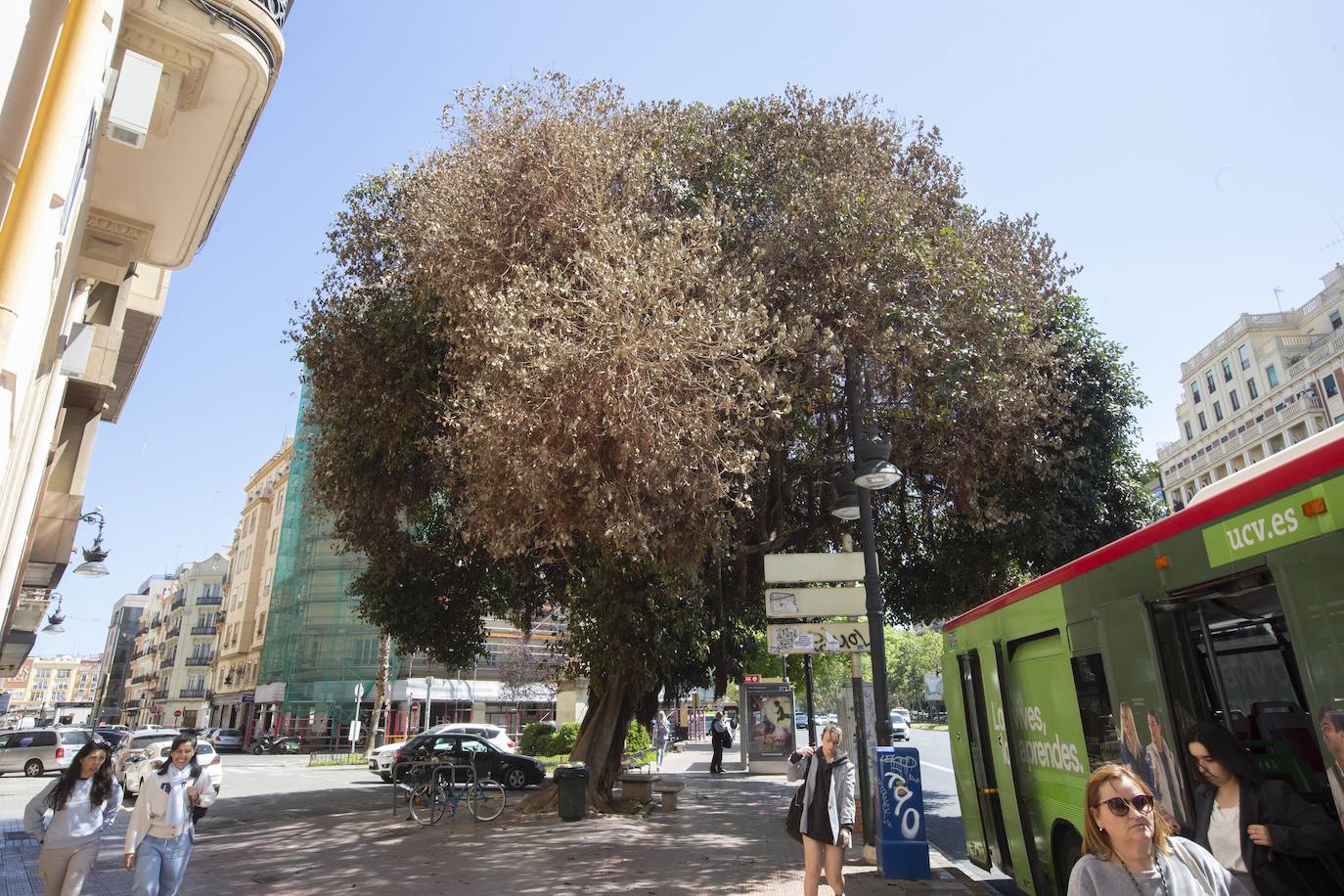 Fotos del envenenamiento del ficus de la plaza de España de Valencia