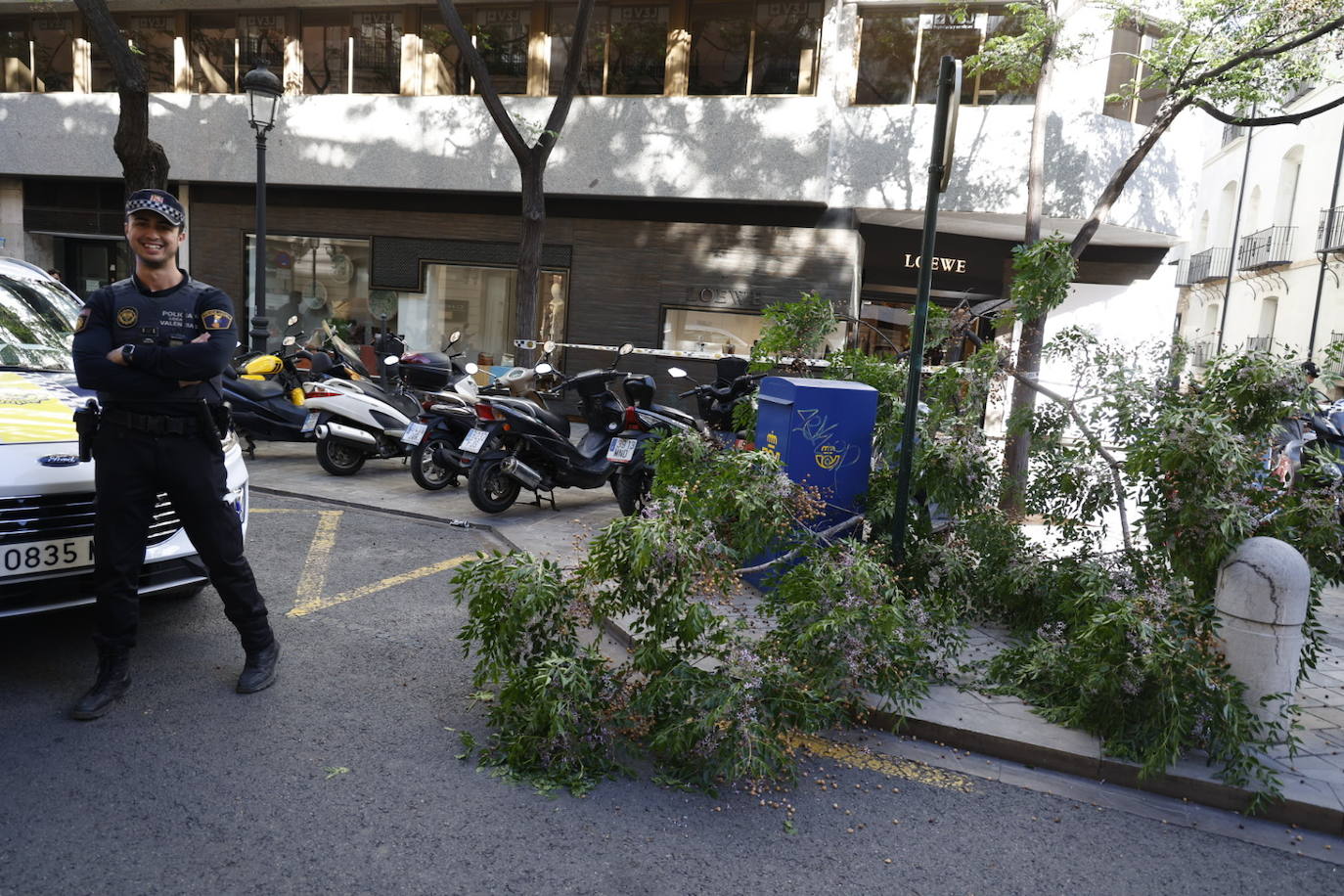 Cae una rama en la calle Poeta Querol de Valencia