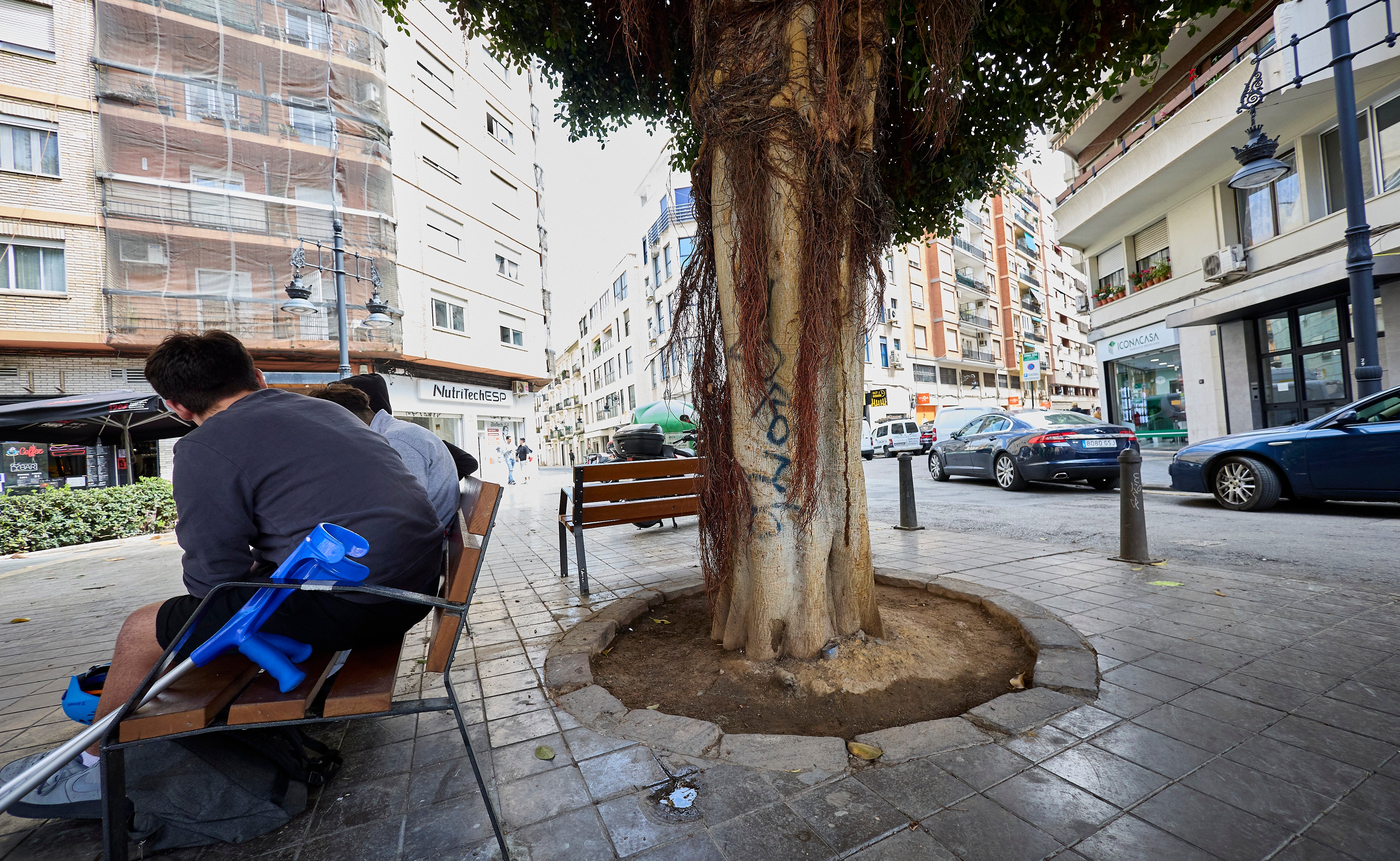 Un grupo de jóvenes, sentados junto a uno de los ficus pintados por 'Lord 16' en la calle Cervantes de Valencia.