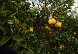 Un campo de naranjos en la provincia de Valencia.