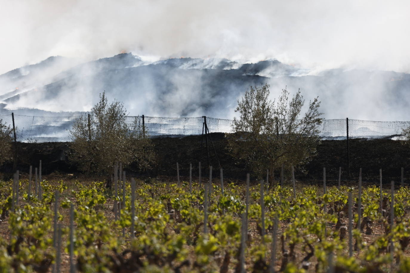 Fotos de Requena, una semana entre el humo