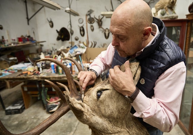 El taxidermista José Miguel Izquierdo manipula la cabeza de un ciervo en su taller de Manises.