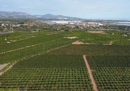 Los exportadores de cítricos alertan de que la planta solar de Enerhi en Onda acabará con 22 millones de facturación