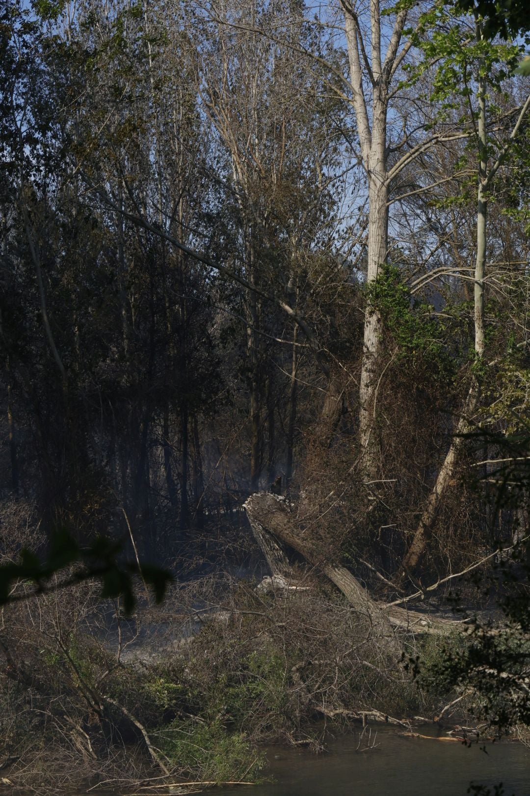 Un incendio amenaza la urbanización Masía de Traver en Riba-roja