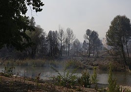 Zona forestal calcinada este sábado en Riba-roja.