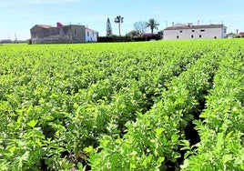 Campo de patatas en la huerta de Meliana.