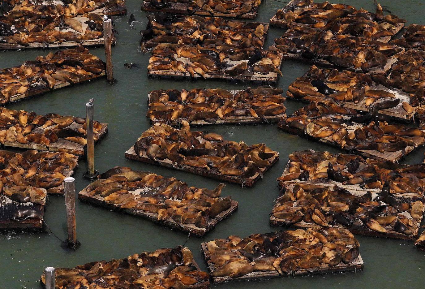 Los leones marinos, los reyes del Muelle 39 de San Francisco