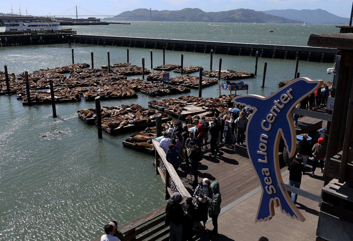 Los leones marinos, los reyes del Muelle 39 de San Francisco