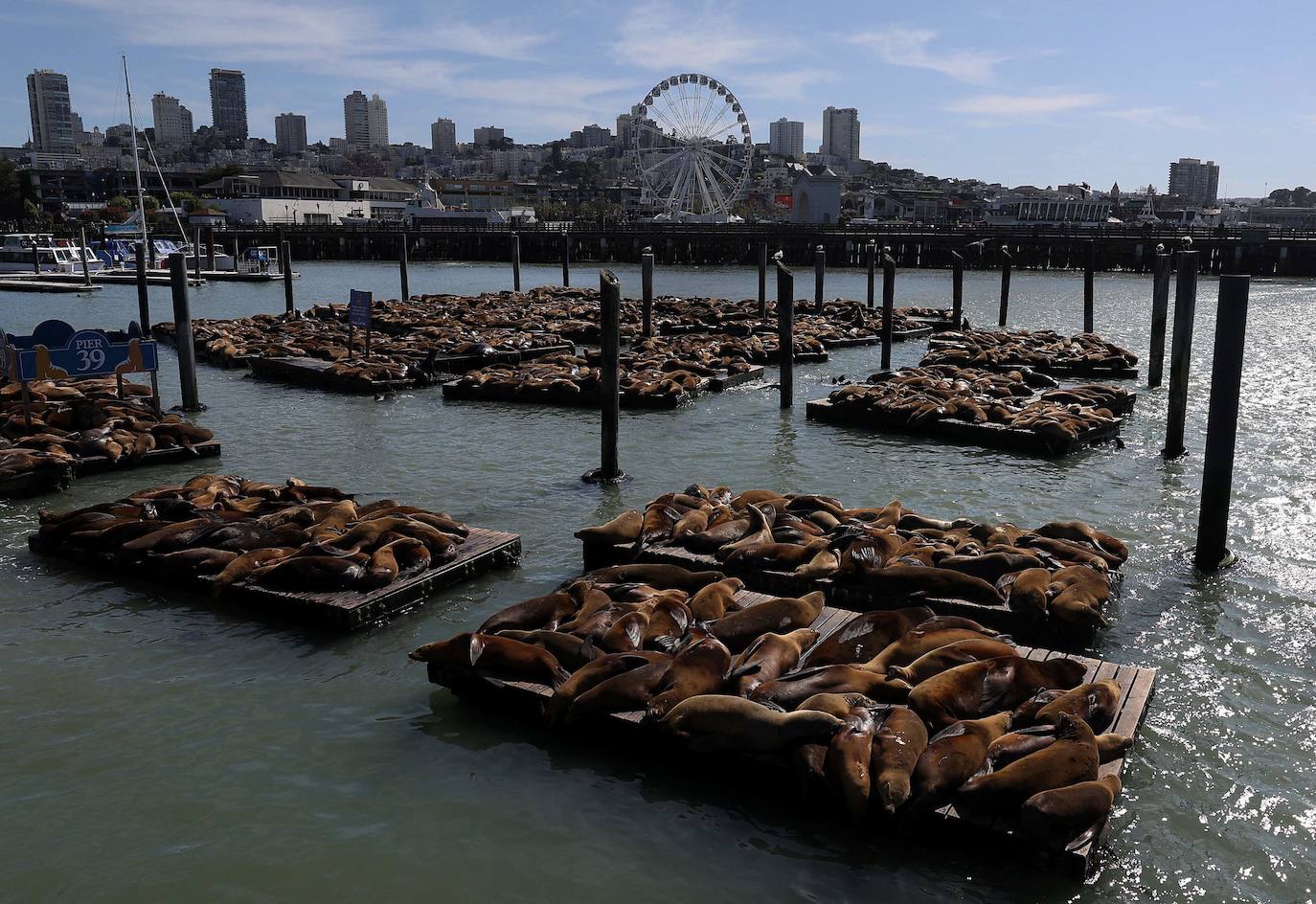 Los leones marinos, los reyes del Muelle 39 de San Francisco