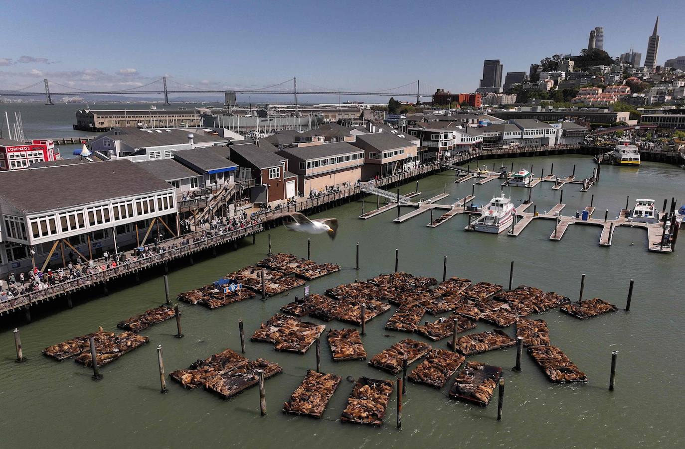 Los leones marinos, los reyes del Muelle 39 de San Francisco