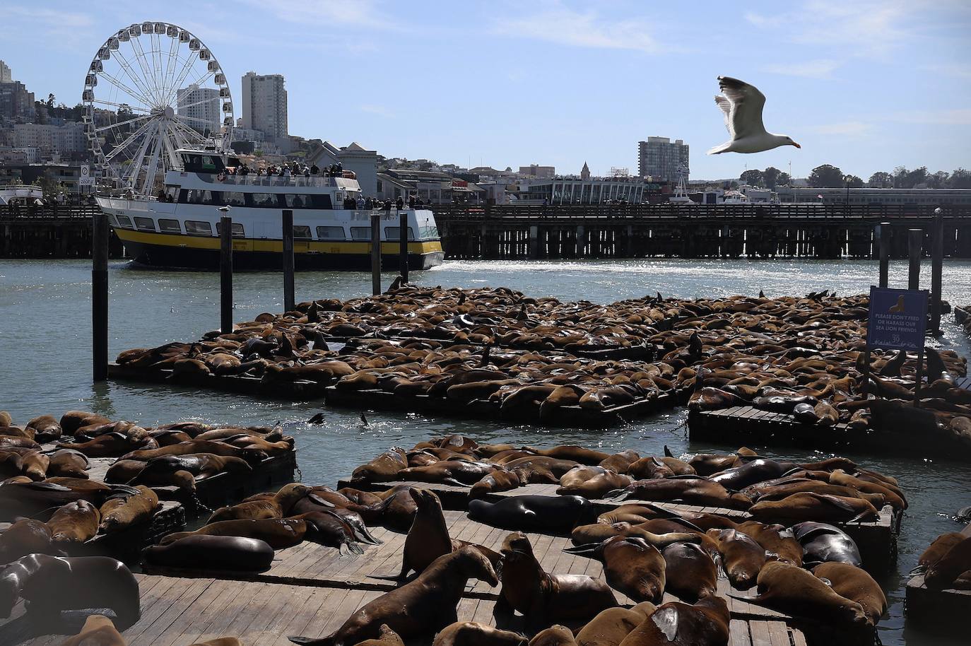 Los leones marinos, los reyes del Muelle 39 de San Francisco