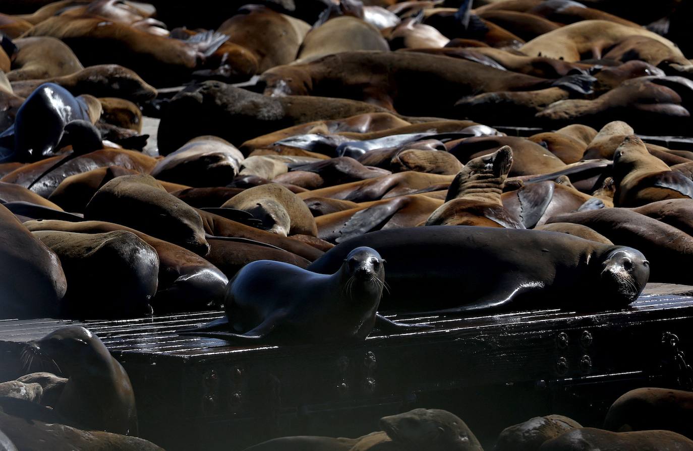 Los leones marinos, los reyes del Muelle 39 de San Francisco