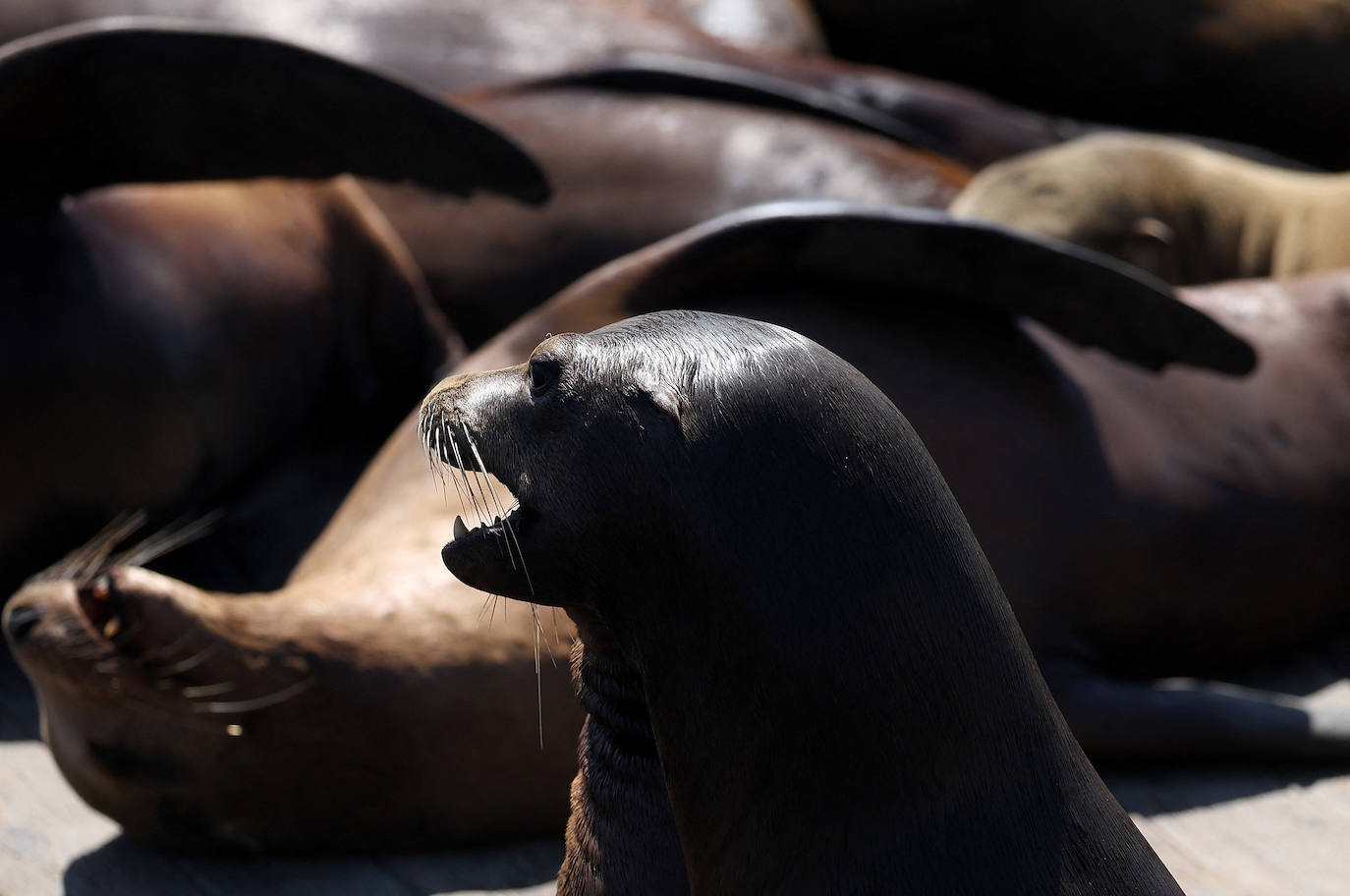 Los leones marinos, los reyes del Muelle 39 de San Francisco