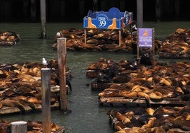 Los leones marinos, los reyes del Muelle 39 de San Francisco