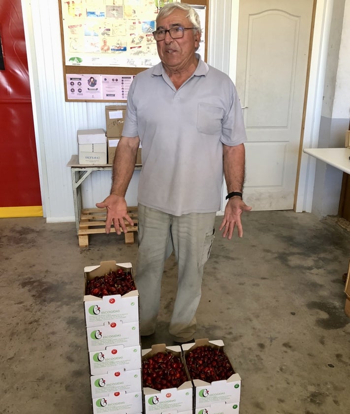 Imagen secundaria 2 - Una de las ramas de los cerezos | Compradores en la tienda de la cooperativa en Alpatró | Ximo, agricultor de Planes. 