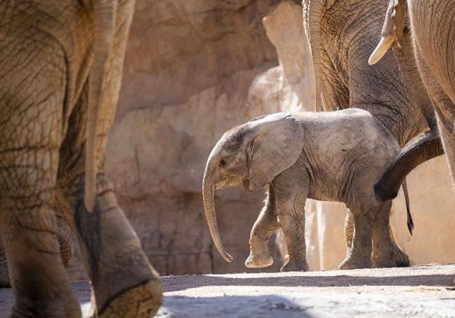 Bioparc Valencia