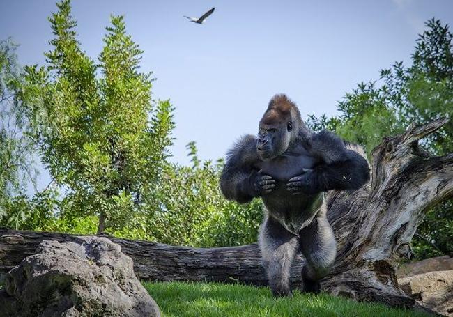 Bioparc Valencia