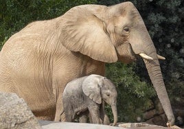 Bioparc Valencia