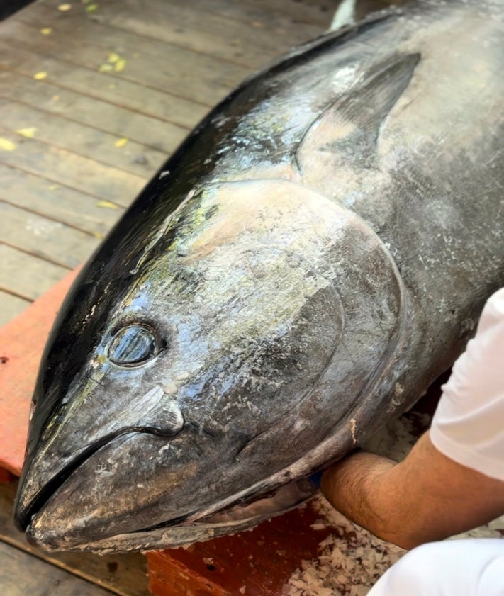 Imagen secundaria 2 - Cómo despiezar un atún de 200 kilos y luego saborearlo: razón, Mercader