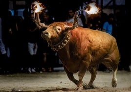 Impresionante aspecto de un toro embolado.