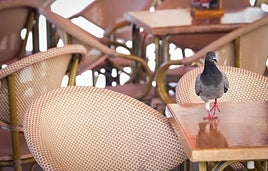 Una paloma, en una mesa de una terraza del centro de Valencia.