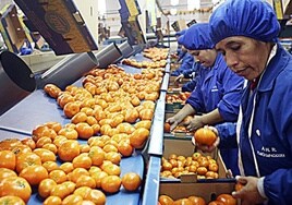 Encajadoras de mandarinas para su exportación, en el Perú.