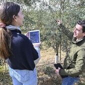 Cualificación. Dos jóvenes ingenieros agrónomos contrastan opiniones técnicas sobre el estado de una plantación intensiva de olivos en riego a goteo.