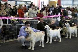 Concurso canino celebrado en Alicante, en una foto de archivo.