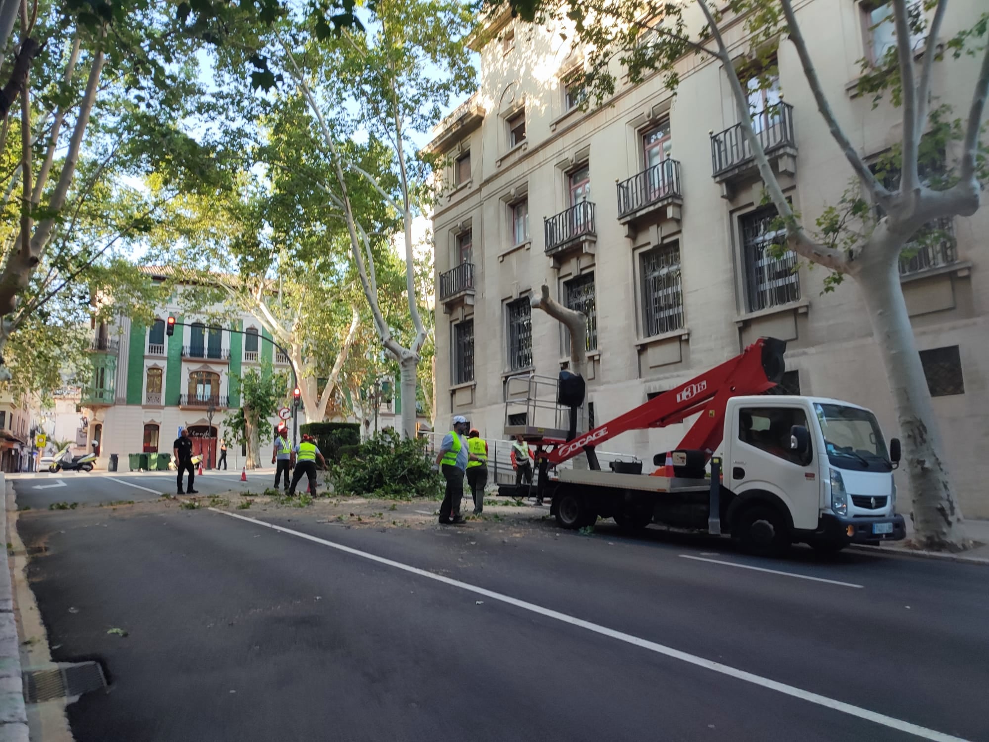 Momento en el que se ha procedido a la tala del árbol.