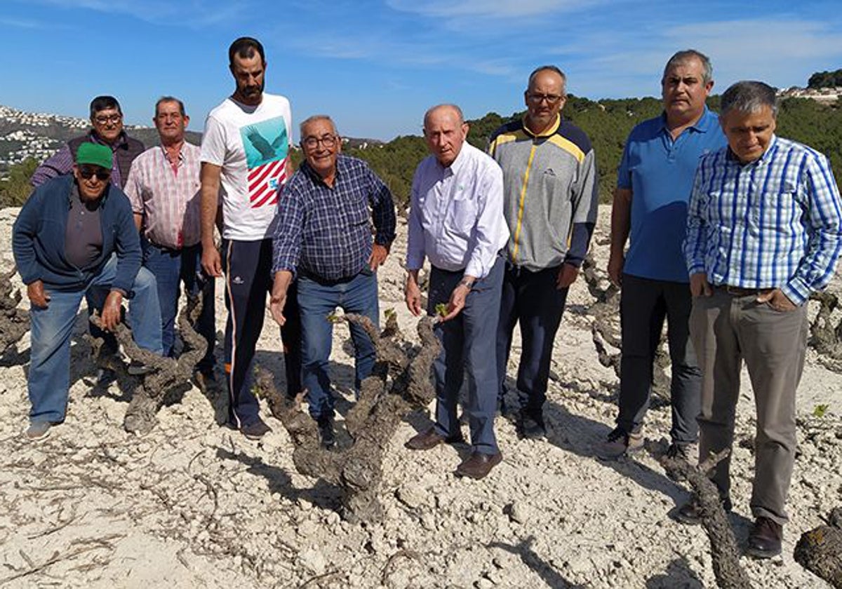 Miembros de AVA-ASAJA muestran la sequedad de los cultivos de uva moscatel.