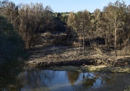 Aspecto de la zona donde ocurrió el último incendio del Parque Natural del Turia.