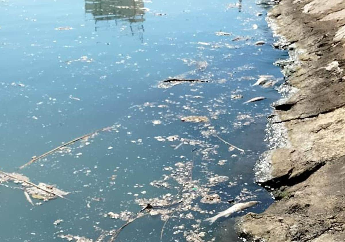 Los análisis descartan vertidos en el Turia durante el episodio de mortandad de peces de la semana pasada