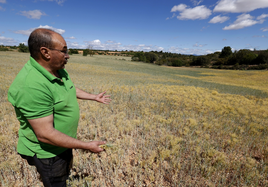 Luis Javier Navarro, agricultor de viña y cereal, sabe que no cosechará el grano.