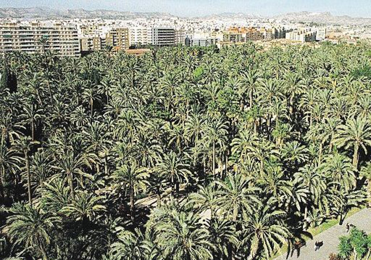 Palmeral de Elche, Patrimonio de la Humanidad por la Unesco.