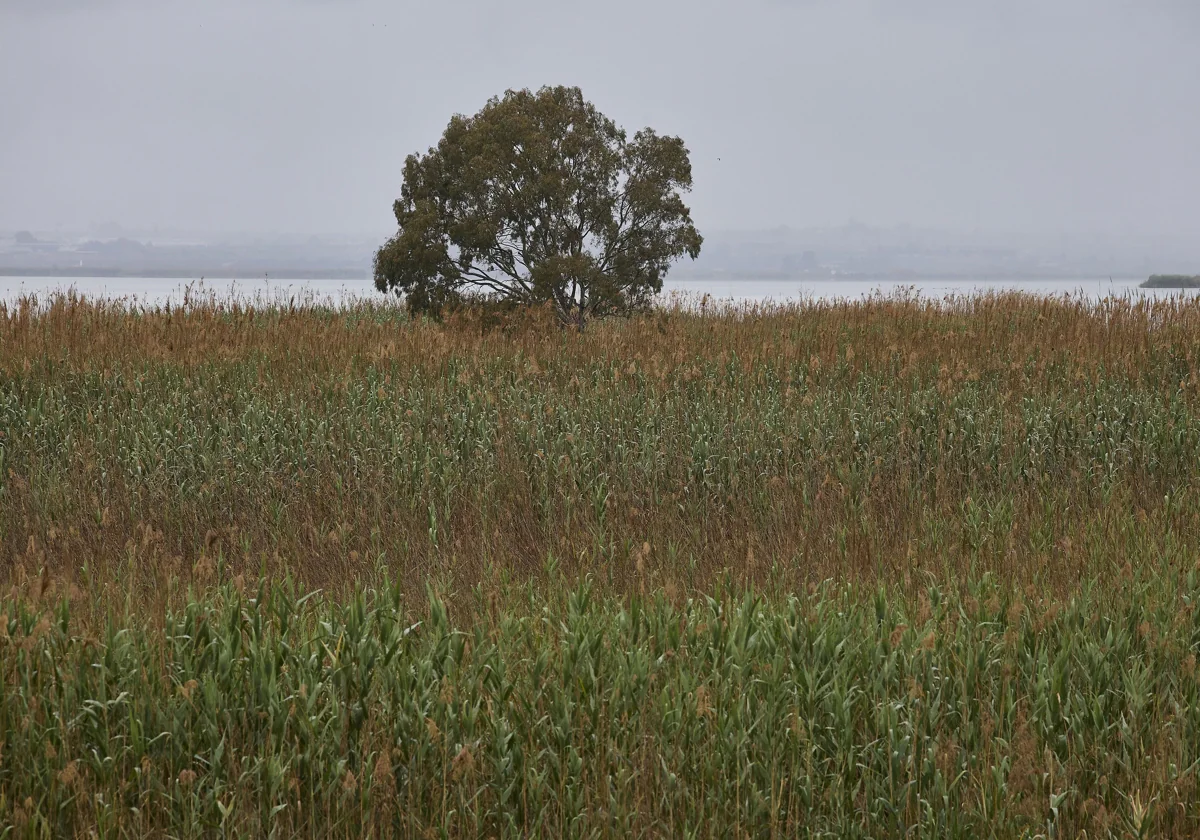 Gobierno y Consell se enfrascan en una guerra de cifras sobre el caudal de la Albufera