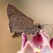 La planta aromática que ayuda a alejar a las polillas o palometas de la cocina