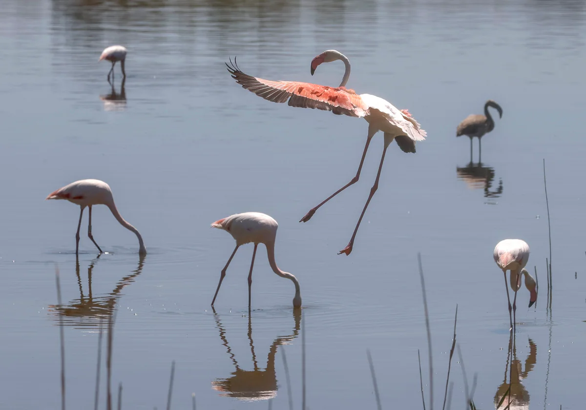 Cocineros y pescadores de El Palmar se suman a la campaña en favor de la Albufera