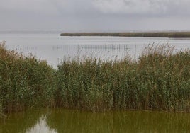 Estado actual del lago de la Albufera.