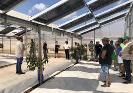 Ensayo en Picassent de una instalación de paneles fotovoltaicos que sombrean parcialmente cultivos.